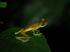 Agalychnis lemur