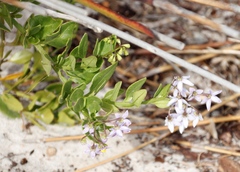Solanum africanum