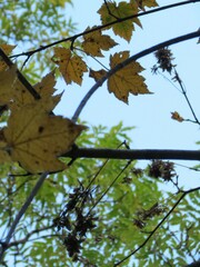Acer ukurunduense
