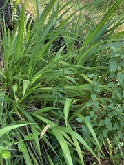 Setaria megaphylla
