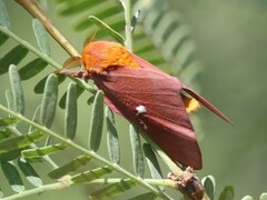 Anisota oslari
