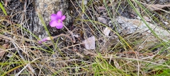Oxalis truncatula