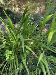 Setaria megaphylla