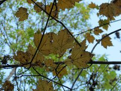 Acer ukurunduense