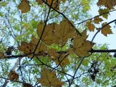 Acer ukurunduense