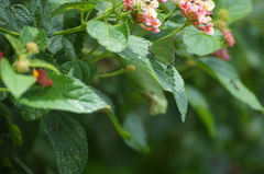 Cyanophrys herodotus