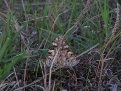 Vanessa cardui