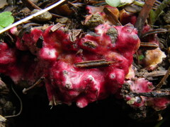 Hypomyces rosellus