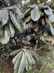 Magnoliopsida