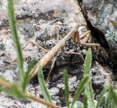 Coptopteryx gayi