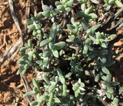 Trichodiadema calvatum