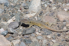 Liolaemus atacamensis