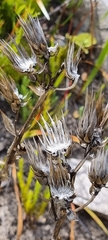 Berkheya armata