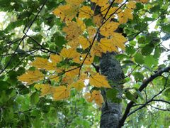 Acer ukurunduense