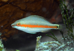 Long-Nosed Parrotfish photo 2