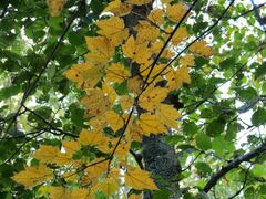 Acer ukurunduense