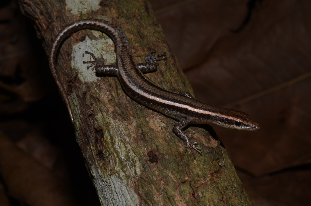 Yule Island Snake-Eyed Skink