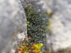 Scytinium lichenoides