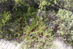 Carpobrotus edulis edulis