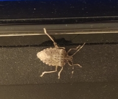 Rhaphigaster nebulosa