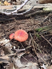 Russula rosacea