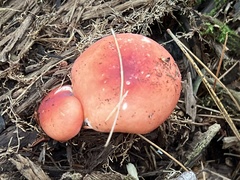 Russula rosacea