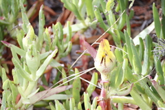 Carpobrotus edulis edulis