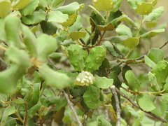 Dryomyia lichtensteinii