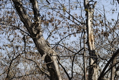 Lysiloma divaricatum