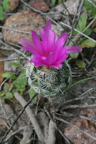 Chihuahuan Beehive