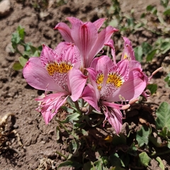 Alstroemeria exserens