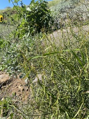 Funastrum heterophyllum