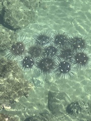 Astropyga pulvinata