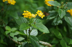 Miltomiges cinnamomea