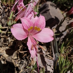 Alstroemeria exserens
