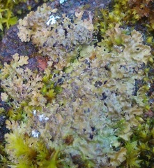 Lecanoromycetidae