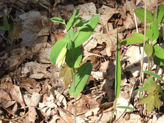 Uvularia perfoliata