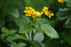 Miltomiges cinnamomea