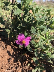 Cistus crispus