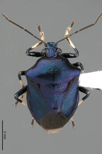 Dorycoris pavoninus