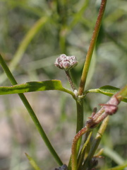 Funastrum heterophyllum