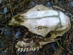 Cervus elaphus