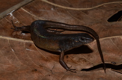 Mourning Rainbow-Skink photo 5