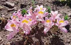 Alstroemeria exserens