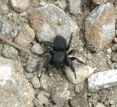 Phidippus georgii