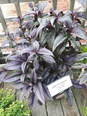 Strobilanthes auriculata dyeriana