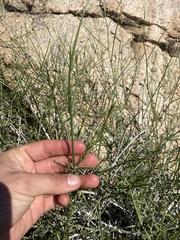 Bebbia juncea