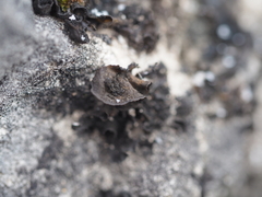 Lathagrium auriforme