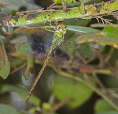 Triacanthagyna septima