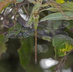 Triacanthagyna septima